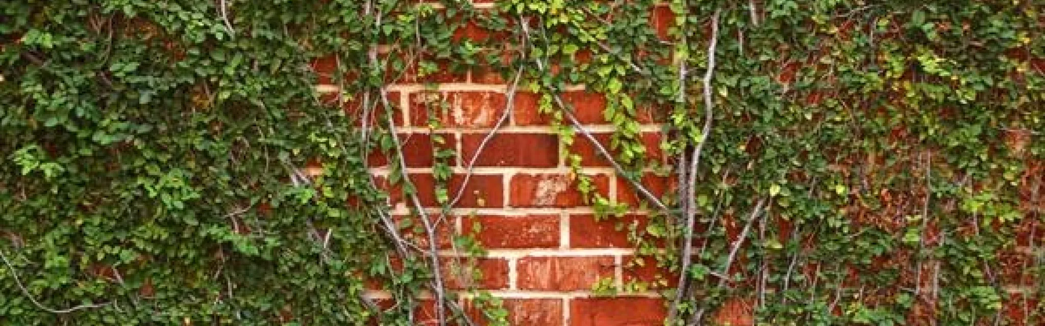 vines masonry