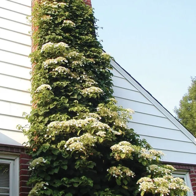 vine