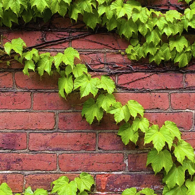 vines 2