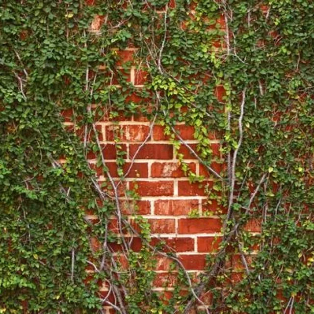 vines masonry